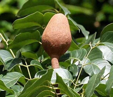 Pembekal Buah Tunjuk Langit